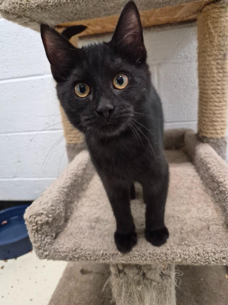 BUZZ, Adopted, Kitten Male Domestic Short Hair.