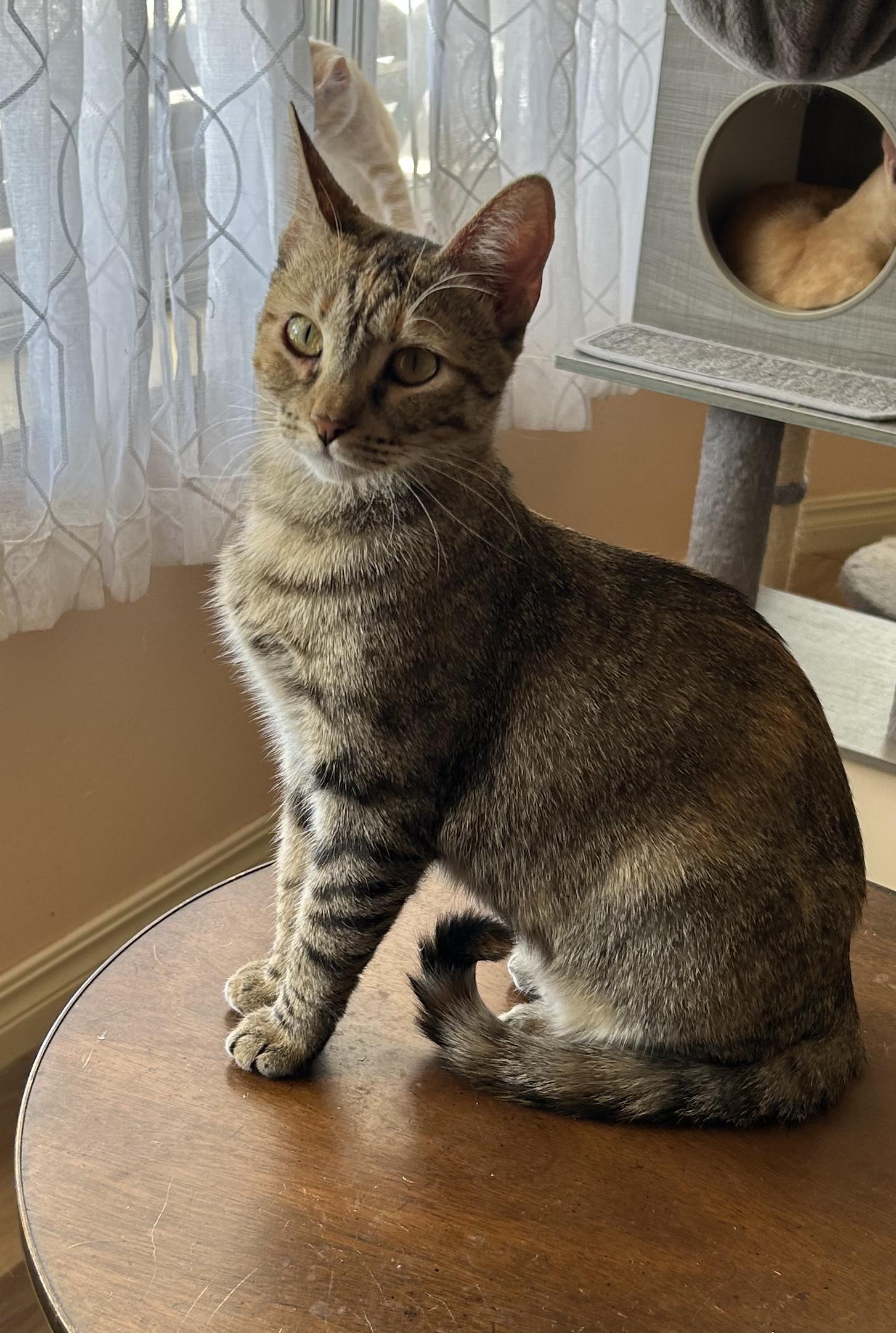 Jesse, Adoptable, Young Female American Shorthair.