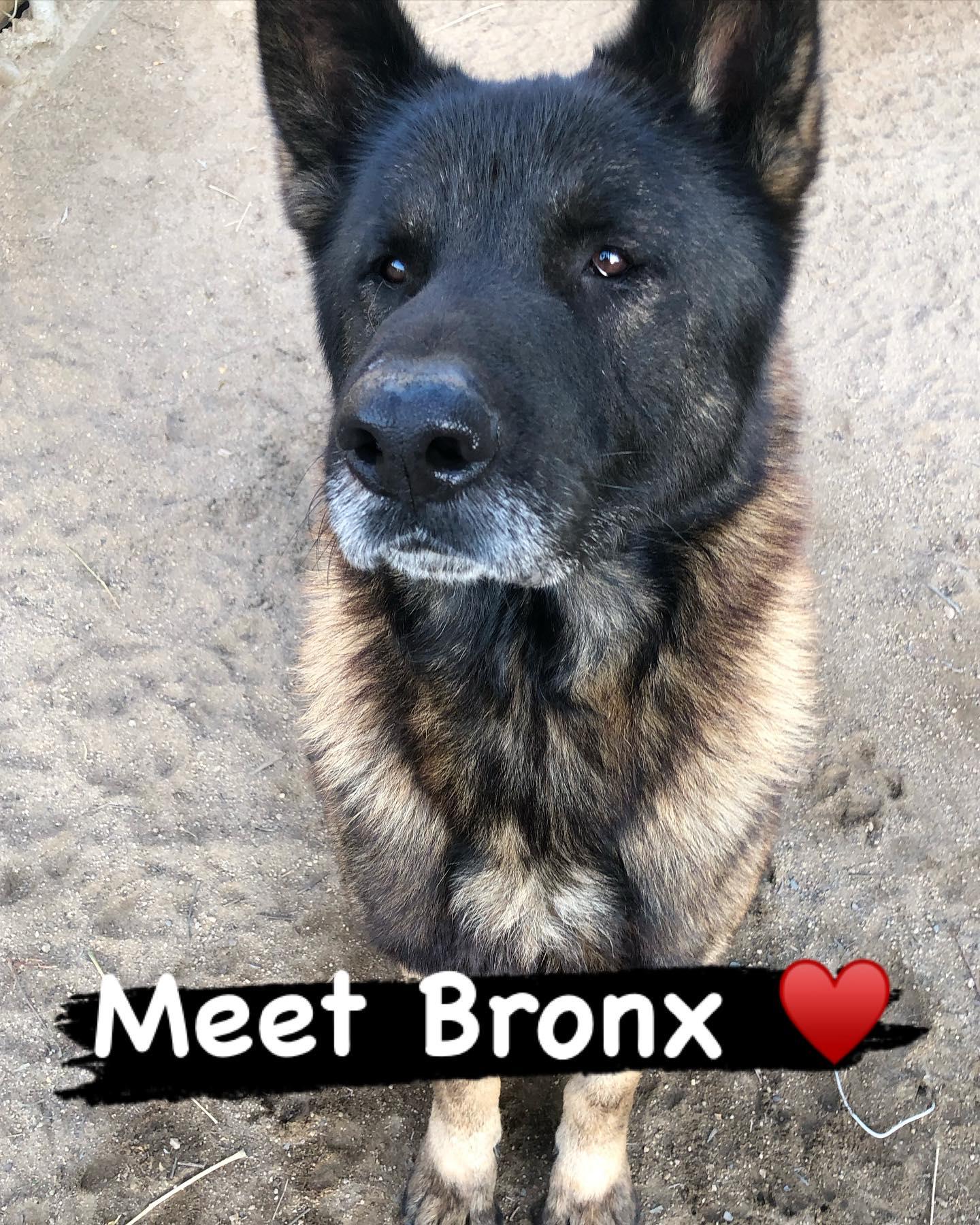 Enlarge Bronx, a Adoptable Akita in Romoland, CA image 1/3