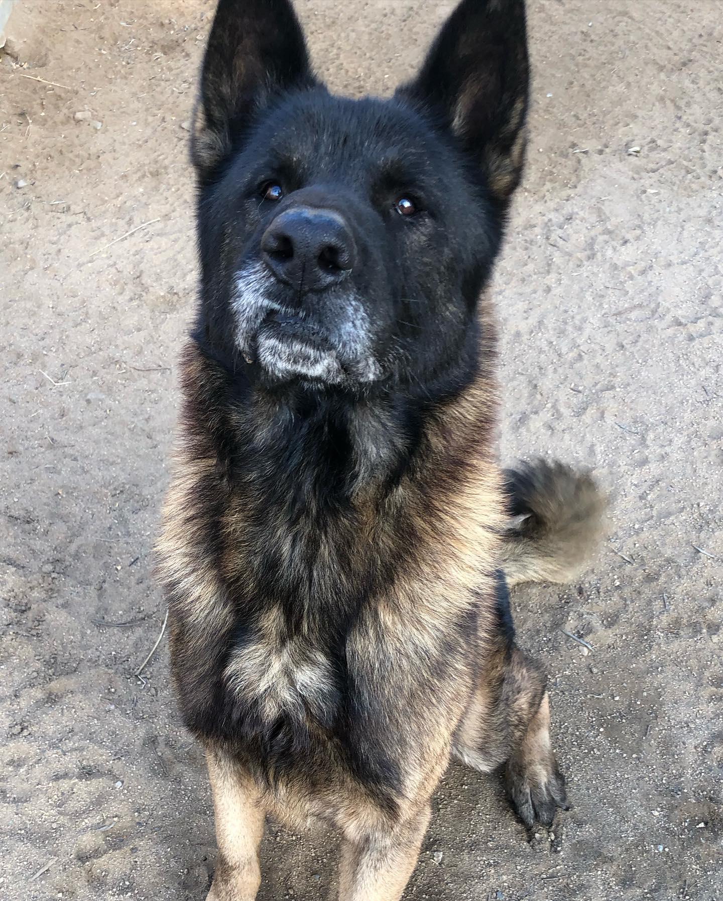 Enlarge Bronx, a Adoptable Akita in Romoland, CA image 2/3