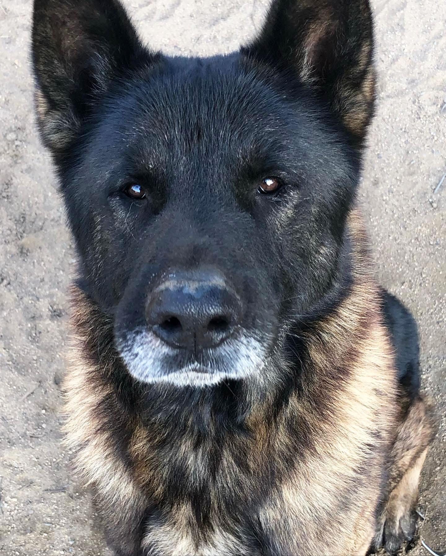 Enlarge Bronx, a Adoptable Akita in Romoland, CA image 3/3