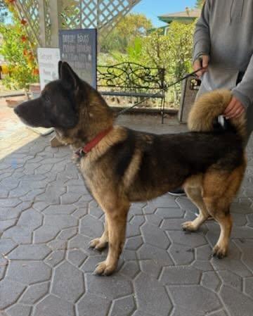 Bronx, a Adoptable Akita in Romoland, CA image 2/3