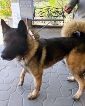 Bronx, a Adoptable Akita in Romoland, CA image 3/3