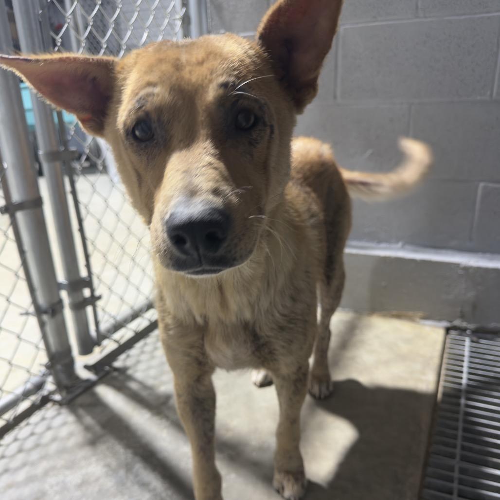 Enlarge Alley, a Adoptable mixed breed in Guntersville, AL image 1/1