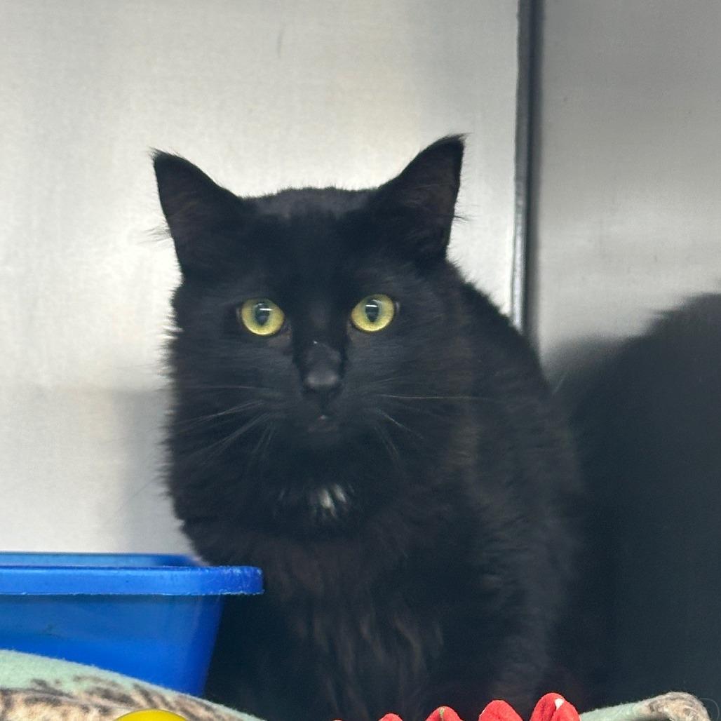 Enlarge Toothless, a Adoptable Domestic Long Hair in Coos Bay, OR image 1/2