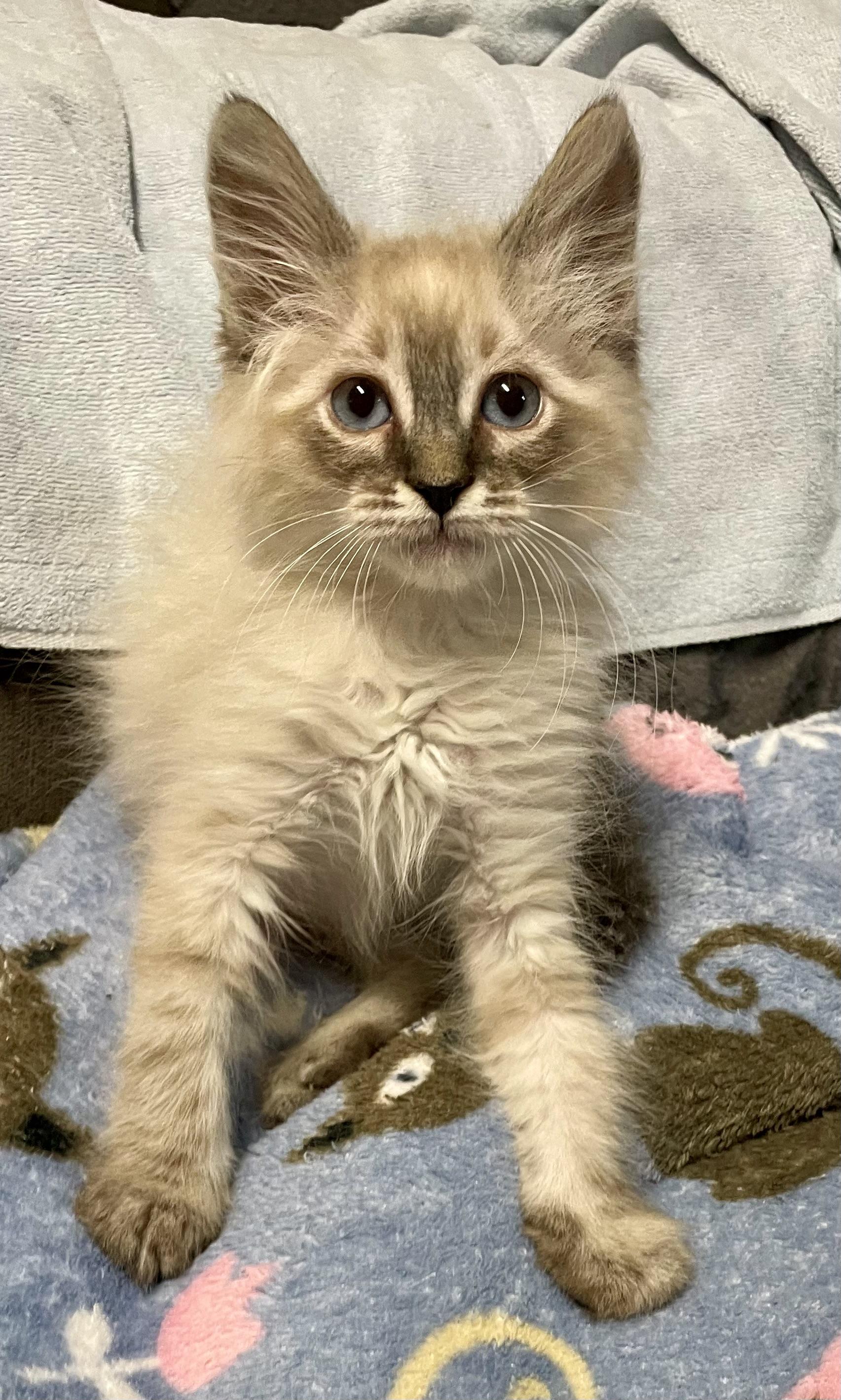 Yoshi, Baby Male unknown