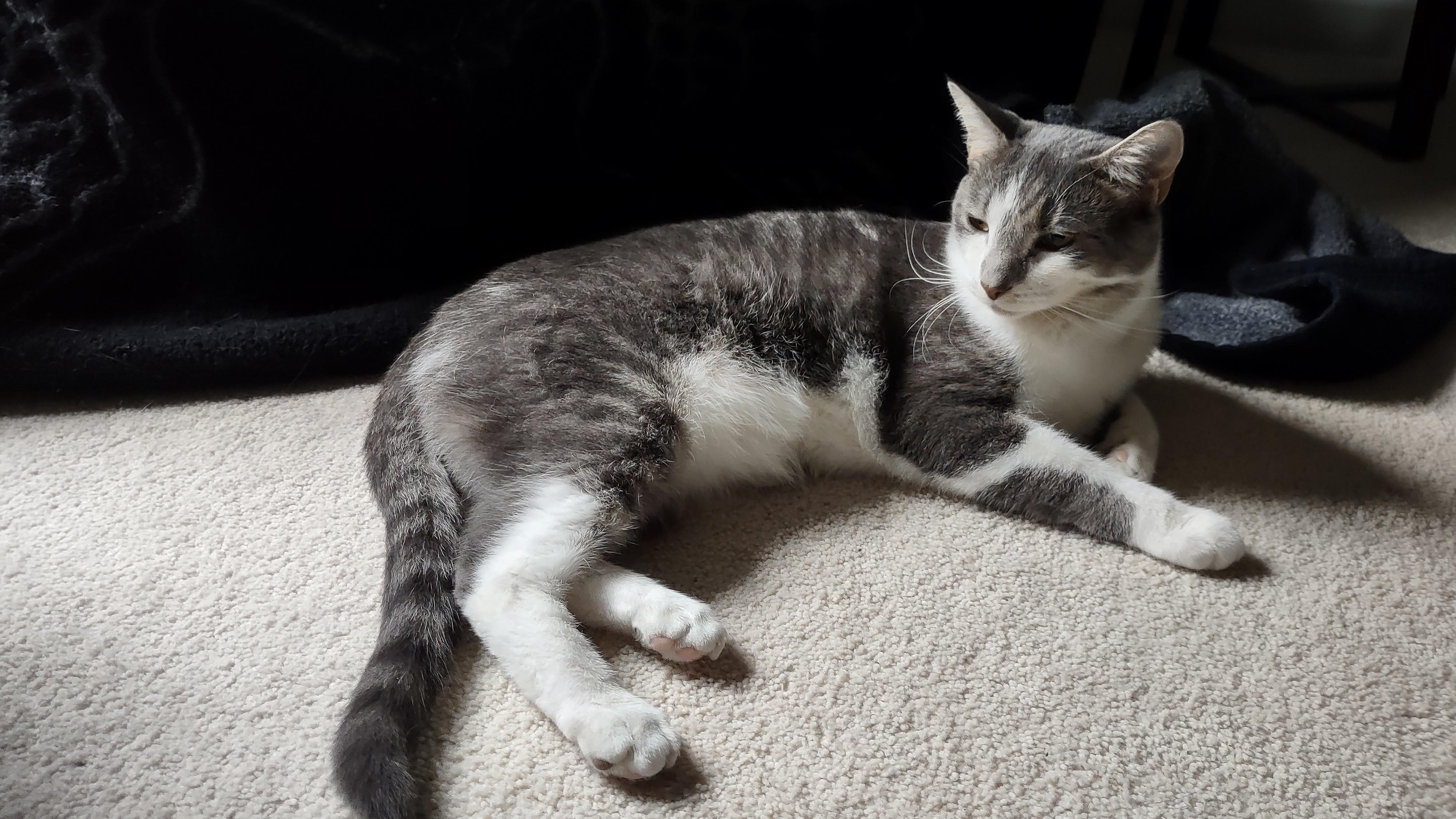 Comet and Orbit, Adoptable, Young Male Domestic Short Hair.