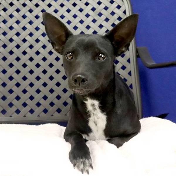 Enlarge Jango, a Adoptable mixed breed in Midland, TX image 1/1