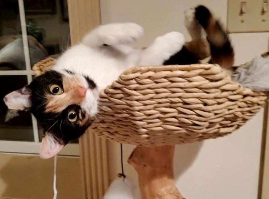 Punkin Pie, Adopted, Adult Female Domestic Short Hair.