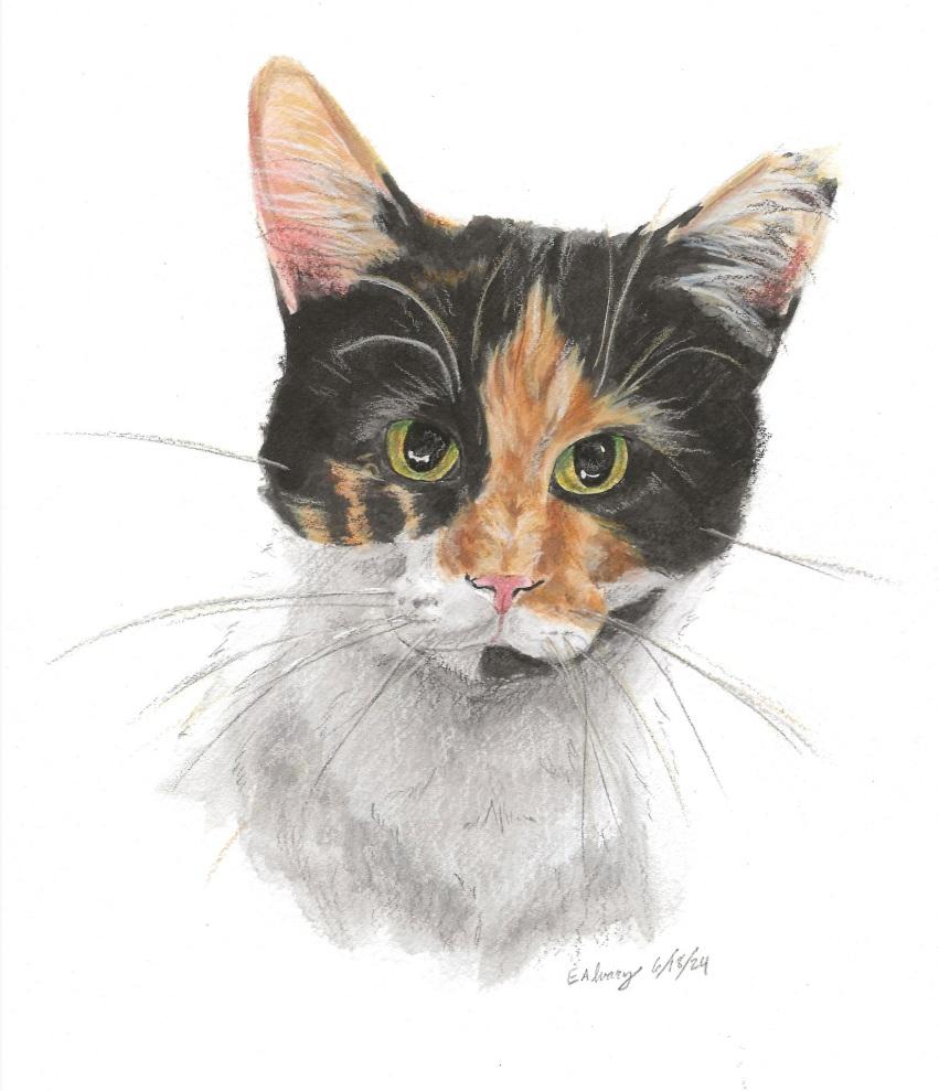 Enlarge Punkin Pie, a Adopted Domestic Short Hair in Lemoyne, PA image 2/6