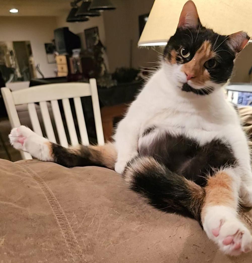 Enlarge Punkin Pie, a Adopted Domestic Short Hair in Lemoyne, PA image 3/6
