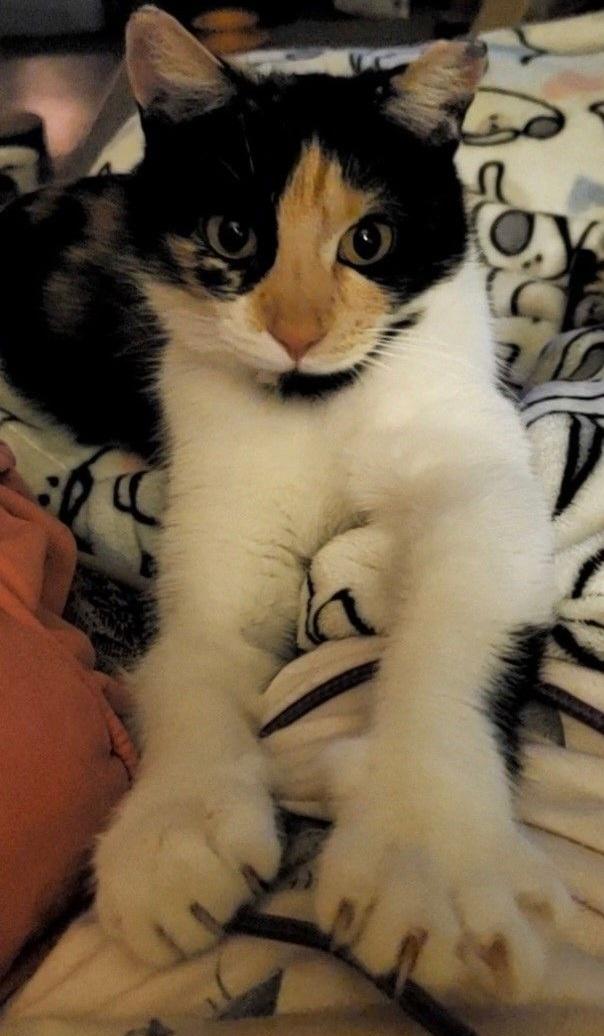 Enlarge Punkin Pie, a Adopted Domestic Short Hair in Lemoyne, PA image 4/6