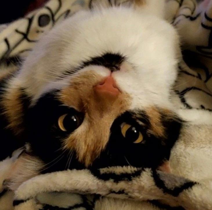 Enlarge Punkin Pie, a Adopted Domestic Short Hair in Lemoyne, PA image 5/6