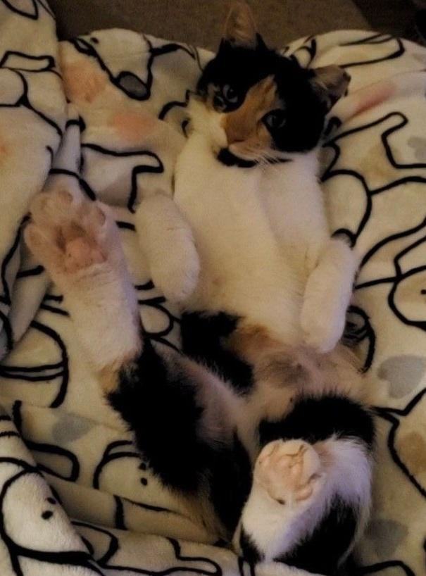 Enlarge Punkin Pie, a Adopted Domestic Short Hair in Lemoyne, PA image 6/6