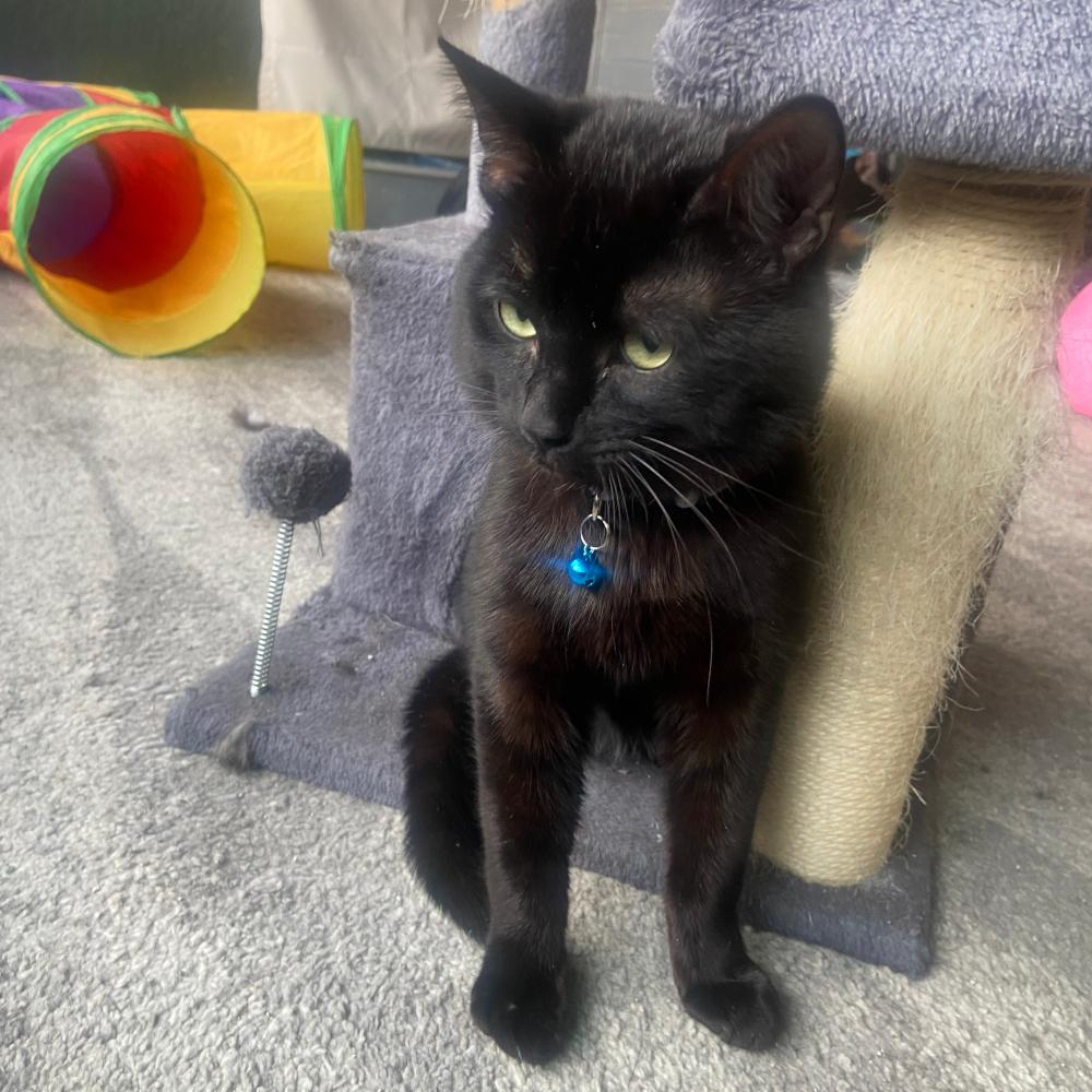 Enlarge JS 1, a Adoptable Domestic Short Hair in Redlands, CA image 1/2