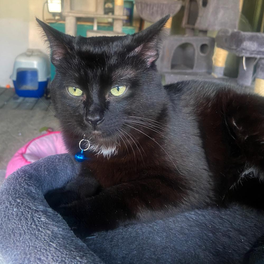 Enlarge JS 1, a Adoptable Domestic Short Hair in Redlands, CA image 2/2