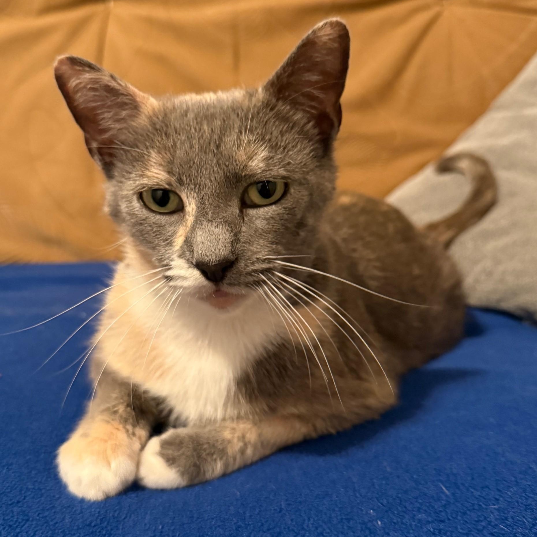 Macie, a ADOPTABLE Domestic Short Hair in Johnson City, TN image 1/2