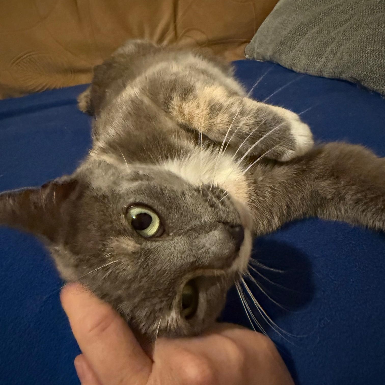 Macie, a ADOPTABLE Domestic Short Hair in Johnson City, TN image 2/2