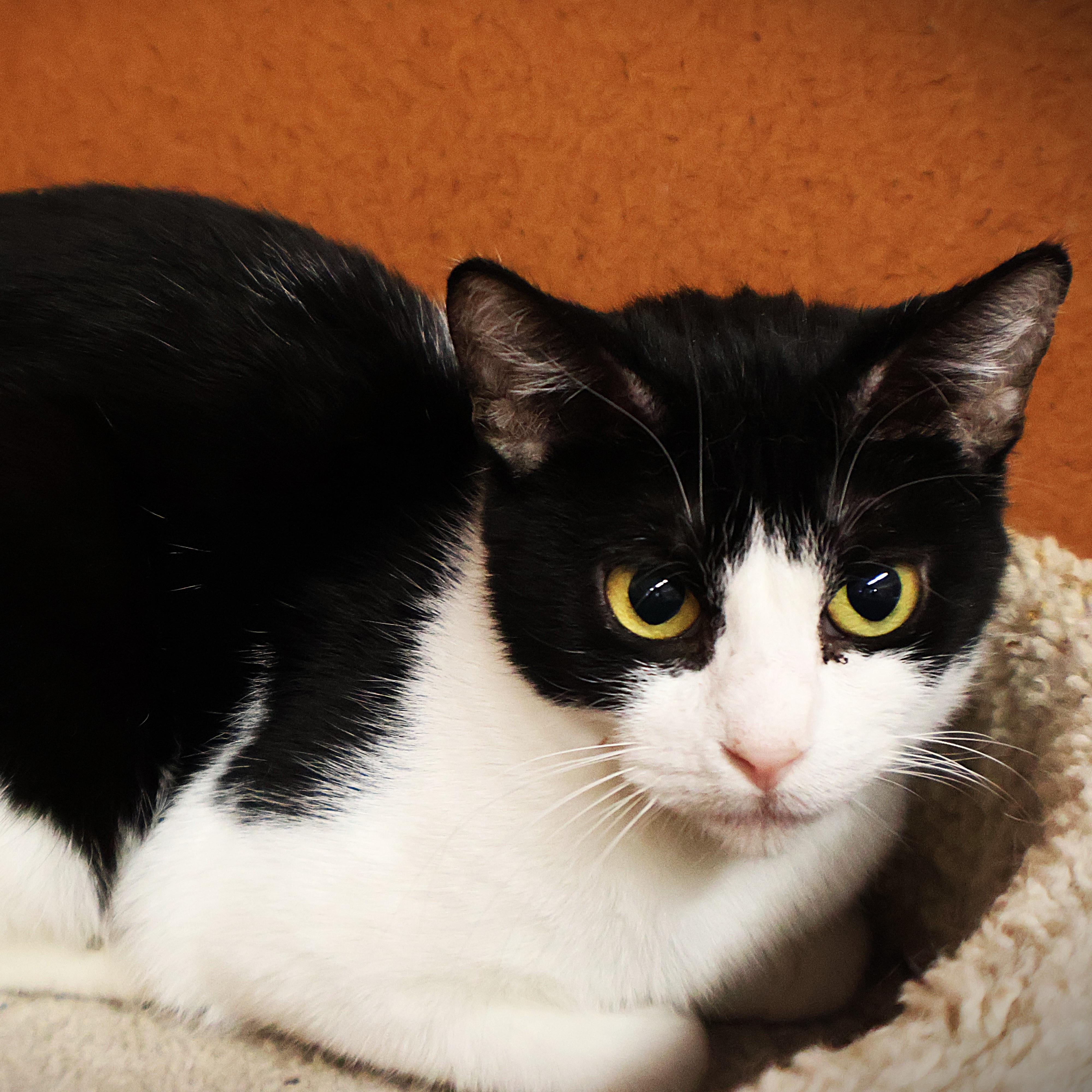 Tia, Adoptable, Adult Female Domestic Short Hair.