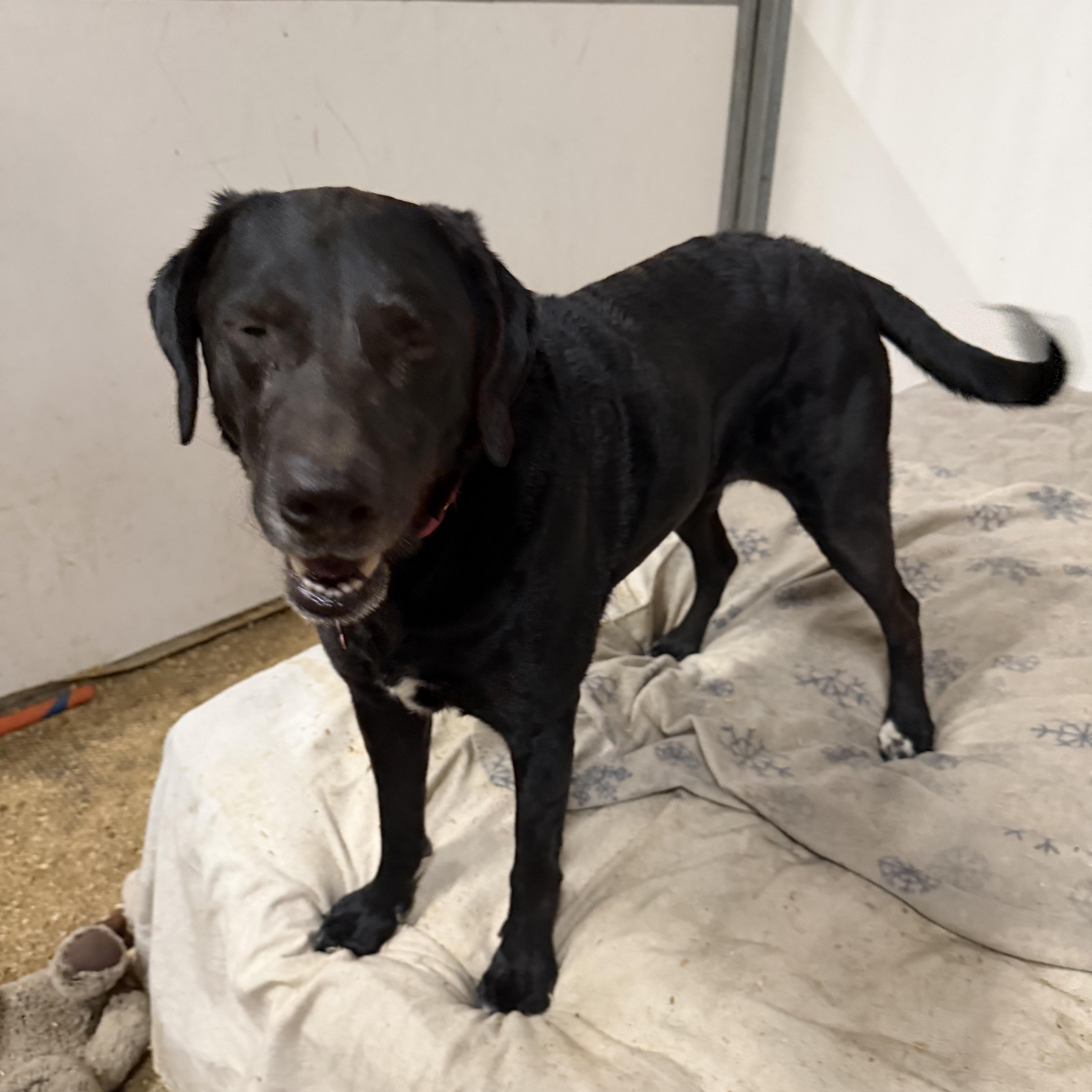 Enlarge Luna, a Adoptable mixed breed in Plummer, ID image 3/3