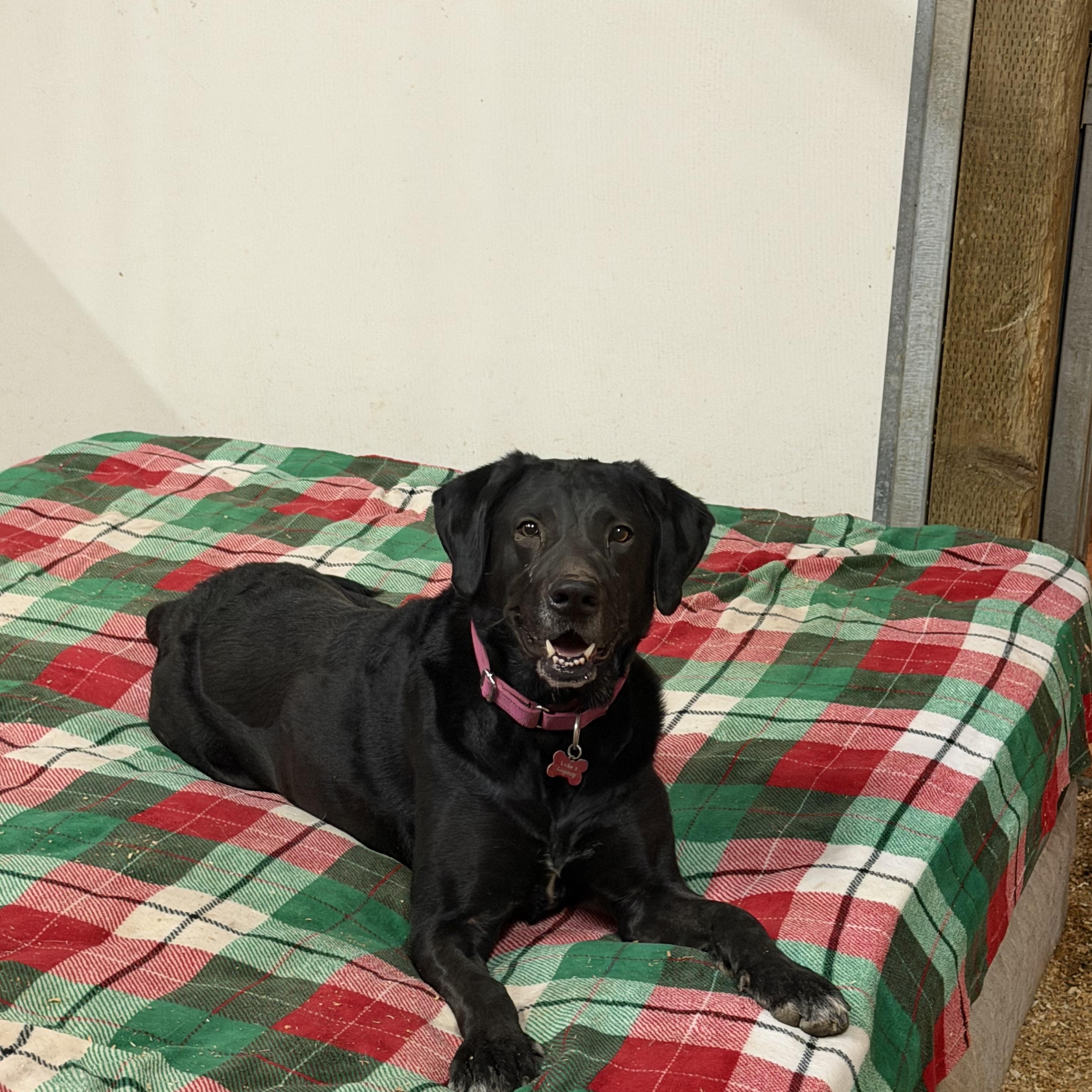 Luna, Adoptable, Adult Female Black Labrador Retriever.