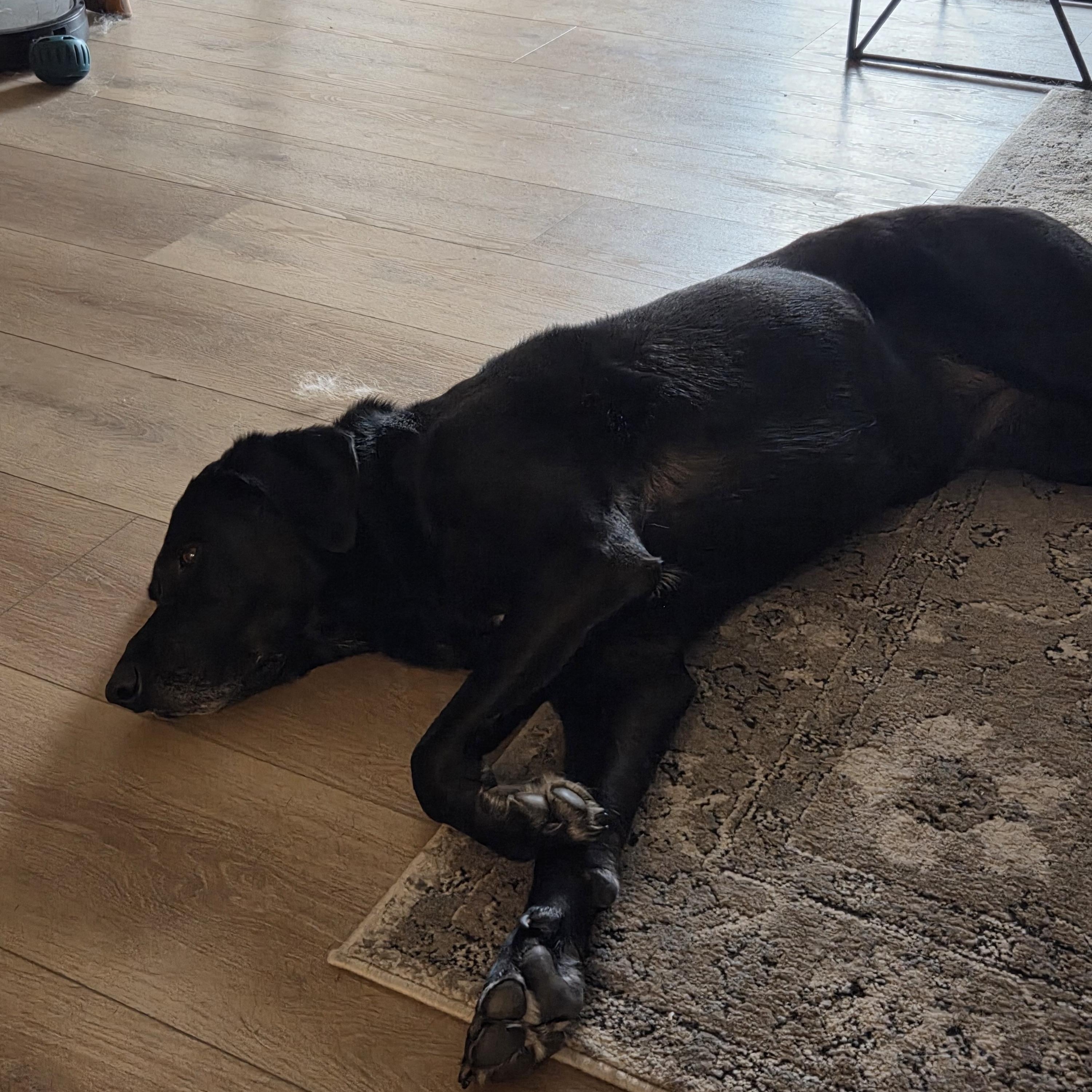 Enlarge Luna, a Adoptable mixed breed in Plummer, ID image 2/3