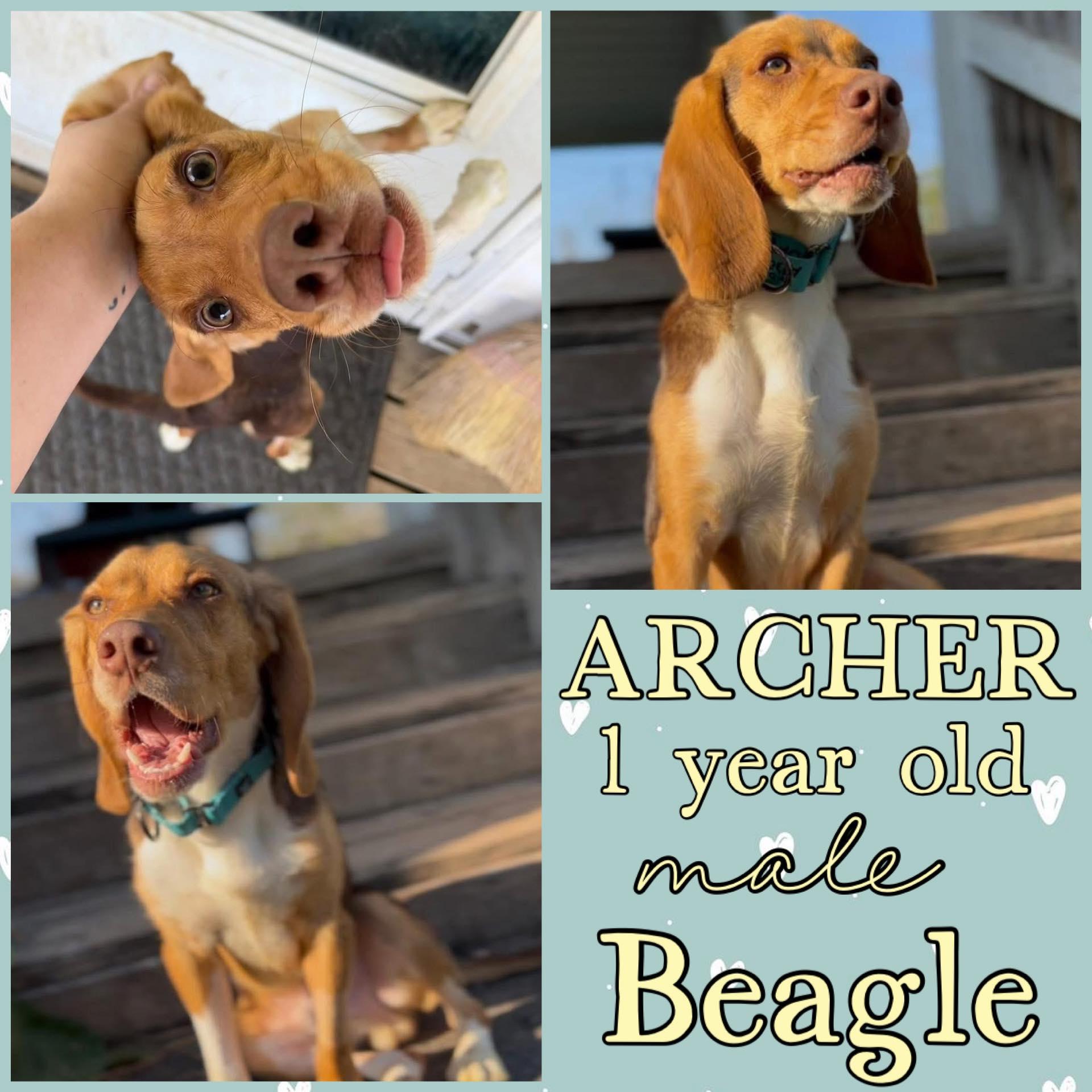 Enlarge Archer, a ADOPTABLE Beagle in Grantville, PA image 1/1