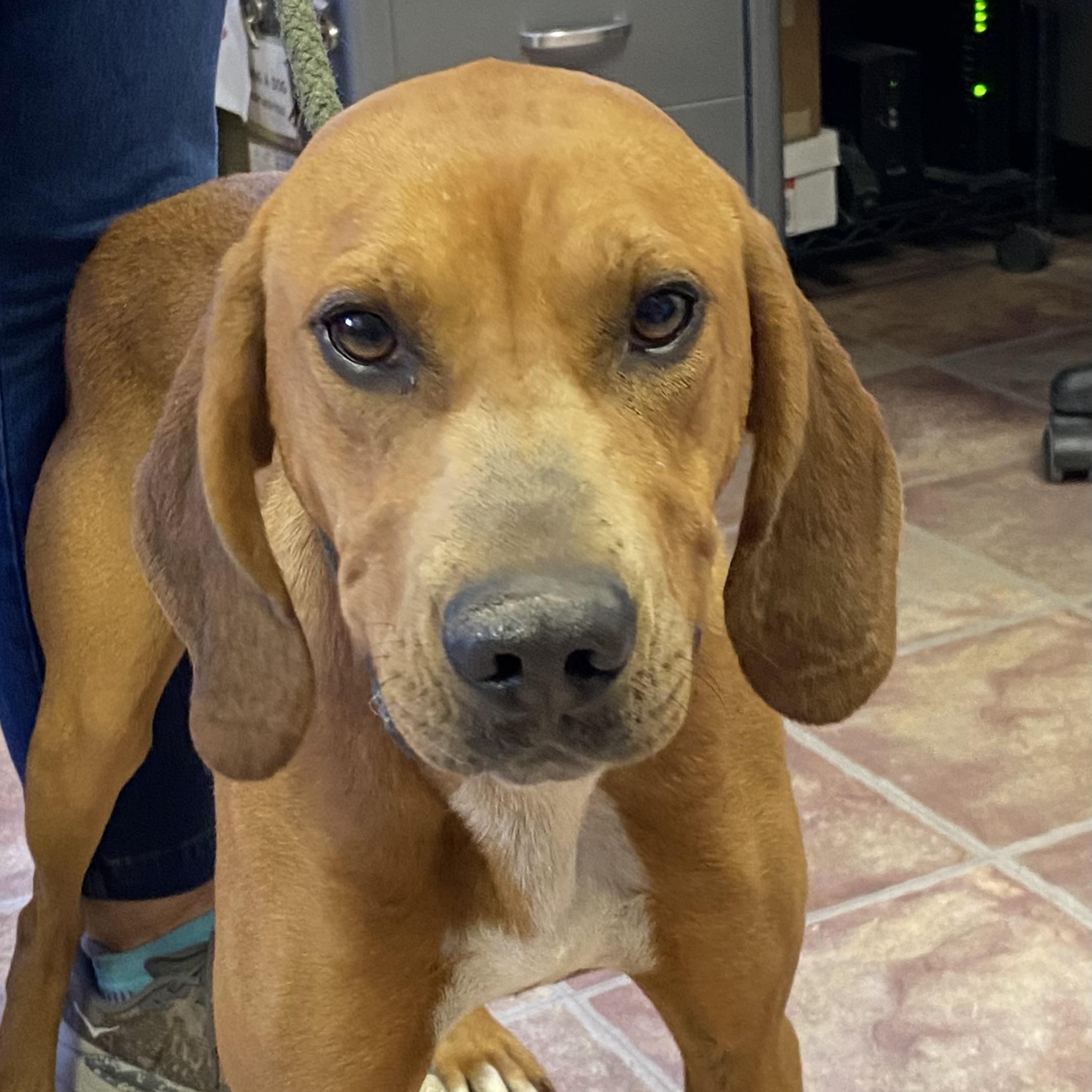Enlarge Doug, a Adoptable Black and Tan Coonhound in Choteau, MT image 1/3