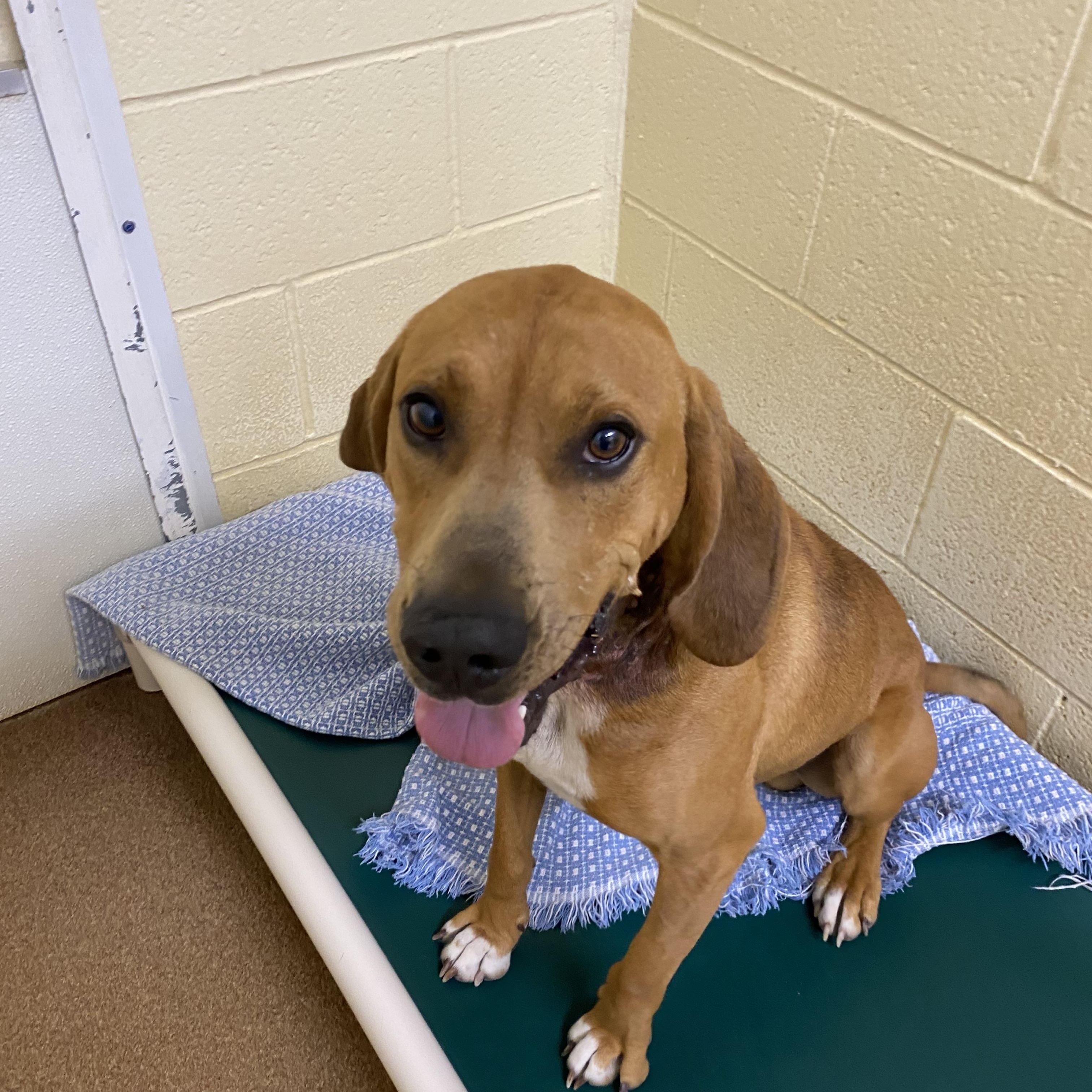 Enlarge Doug, a Adoptable Black and Tan Coonhound in Choteau, MT image 3/3
