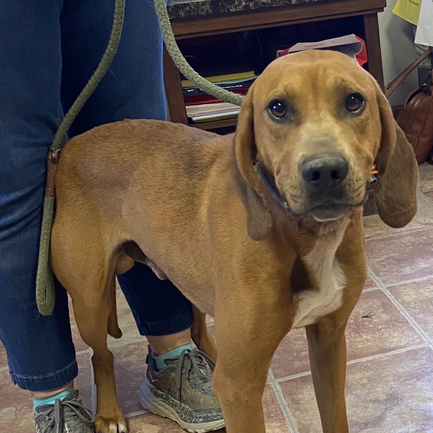 Enlarge Doug, a Adoptable Black and Tan Coonhound in Choteau, MT image 2/3