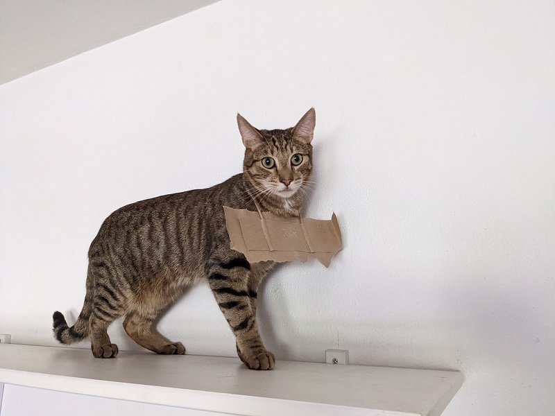 Otis (A096957) 2