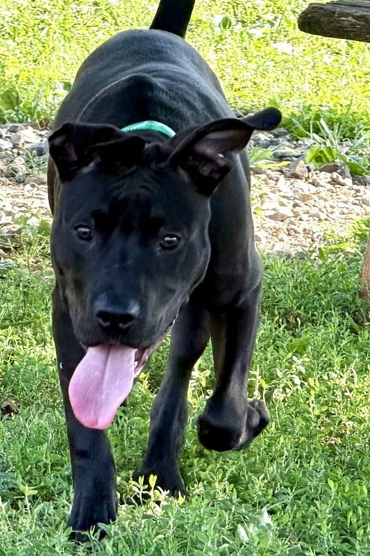Choppo, Adoptable, Puppy Male Pit Bull Terrier.