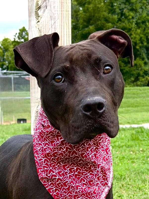 Choppo, Adoptable, Puppy Male Pit Bull Terrier.