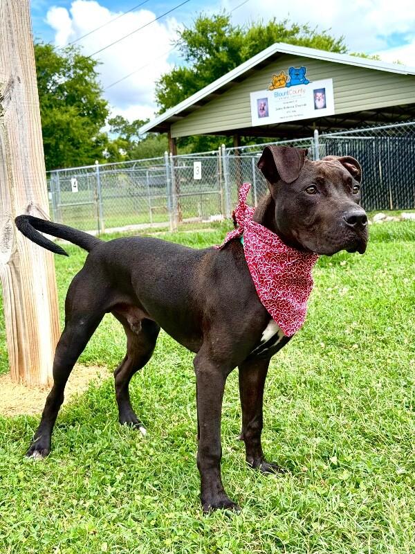 Choppo, a Adoptable Pit Bull Terrier in Maryville, TN image 2/5