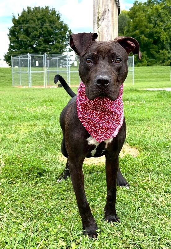 Choppo, a Adoptable Pit Bull Terrier in Maryville, TN image 3/5