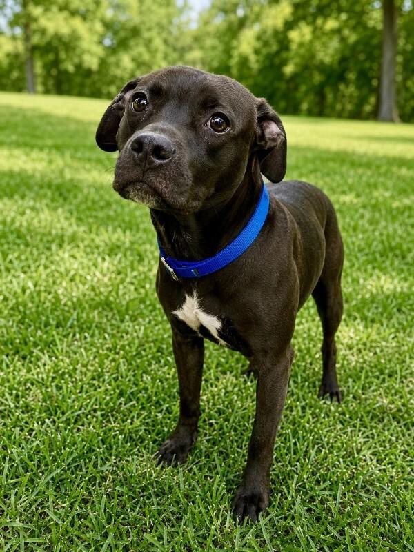 Choppo, a Adoptable Pit Bull Terrier in Maryville, TN image 2/5