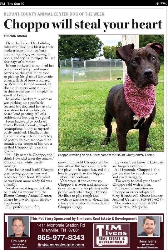 Enlarge Choppo, a Adoptable Pit Bull Terrier in Maryville, TN image 4/6