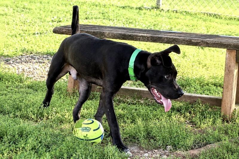Choppo, a Adoptable Pit Bull Terrier in Maryville, TN image 3/5