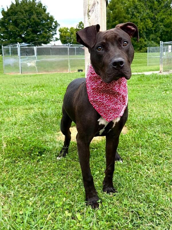 Choppo, a Adoptable Pit Bull Terrier in Maryville, TN image 4/5
