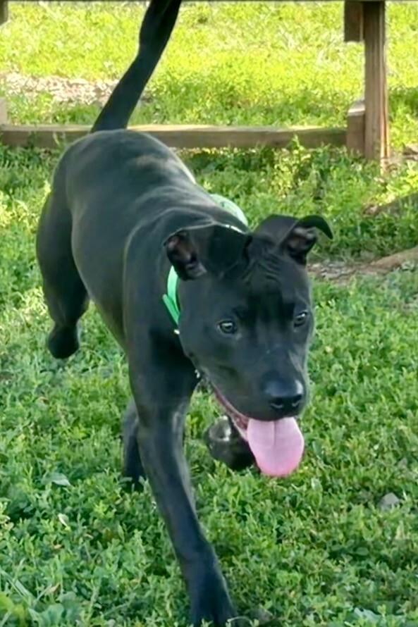 Choppo, a Adoptable Pit Bull Terrier in Maryville, TN image 4/5
