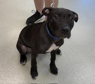 Choppo, a Adoptable Pit Bull Terrier in Maryville, TN image 5/5