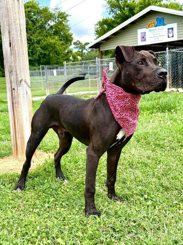 Choppo, a Adoptable Pit Bull Terrier in Maryville, TN image 5/5