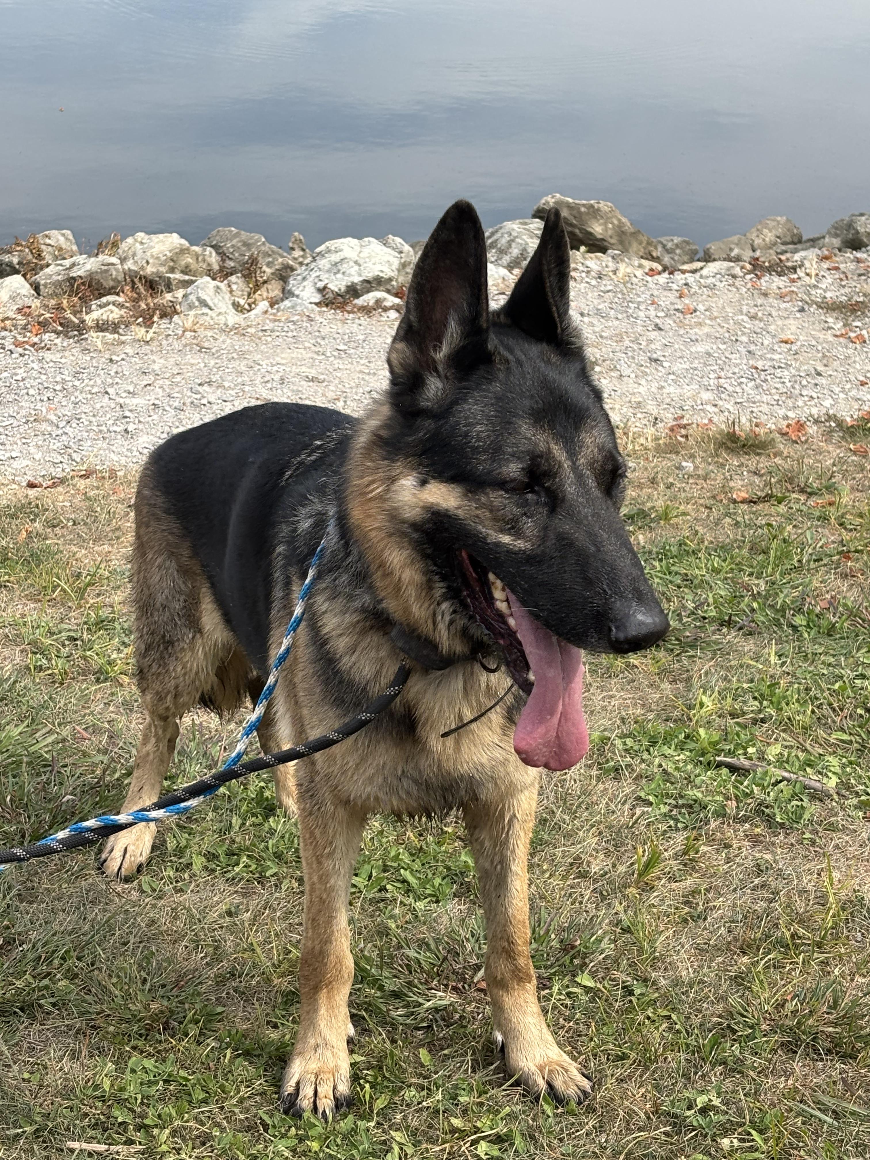 Tucker, Adopted, Adult Male German Shepherd Dog.