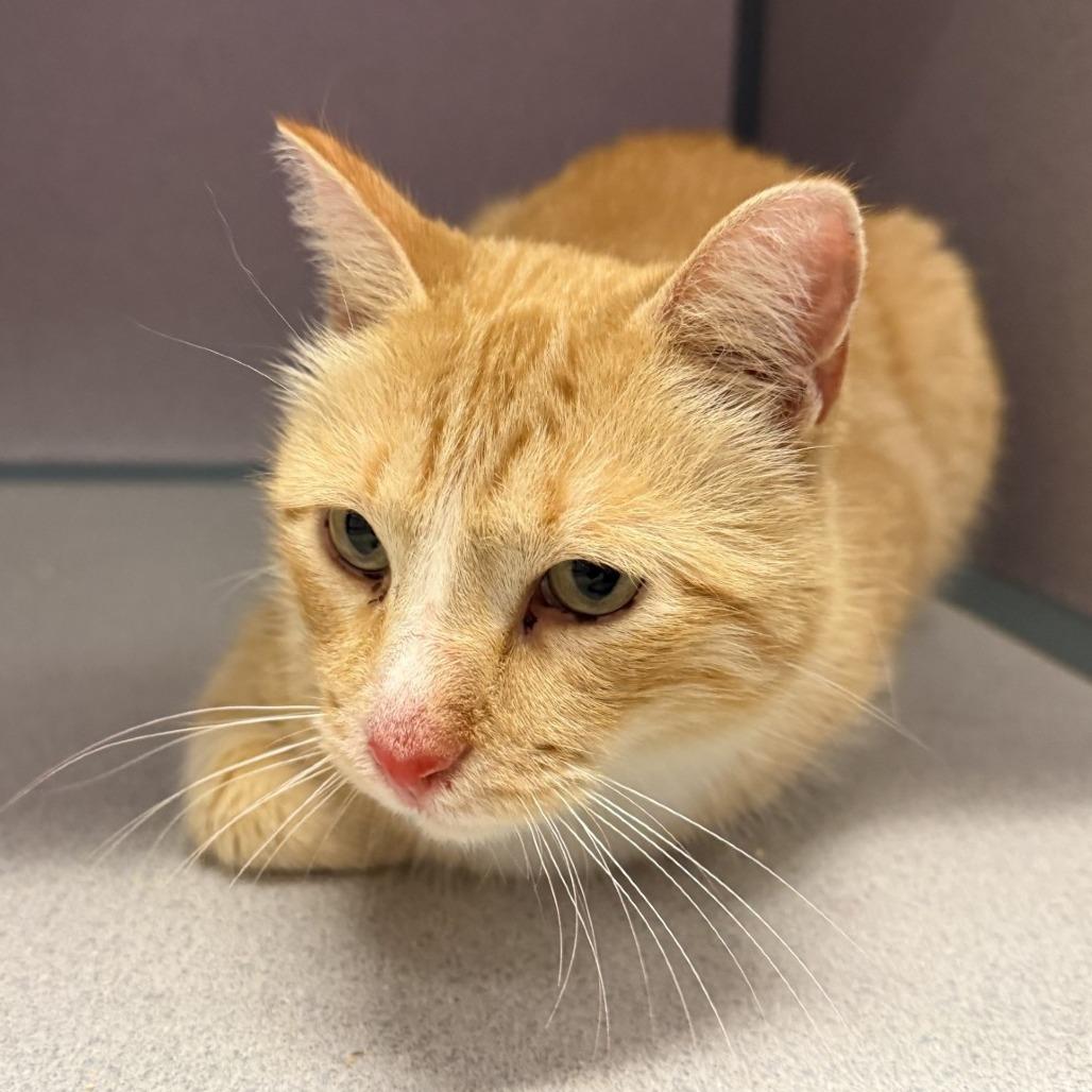 Rikki, Adoptable, Adult Male Domestic Short Hair.