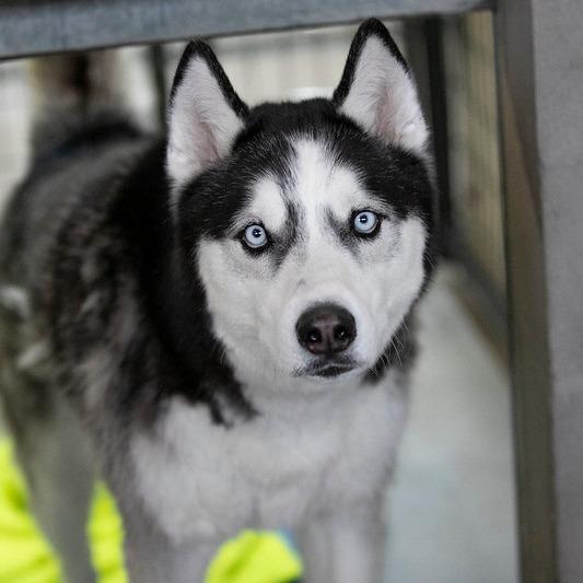 Kai (S22-112), Adoptable, Adult Male Husky.