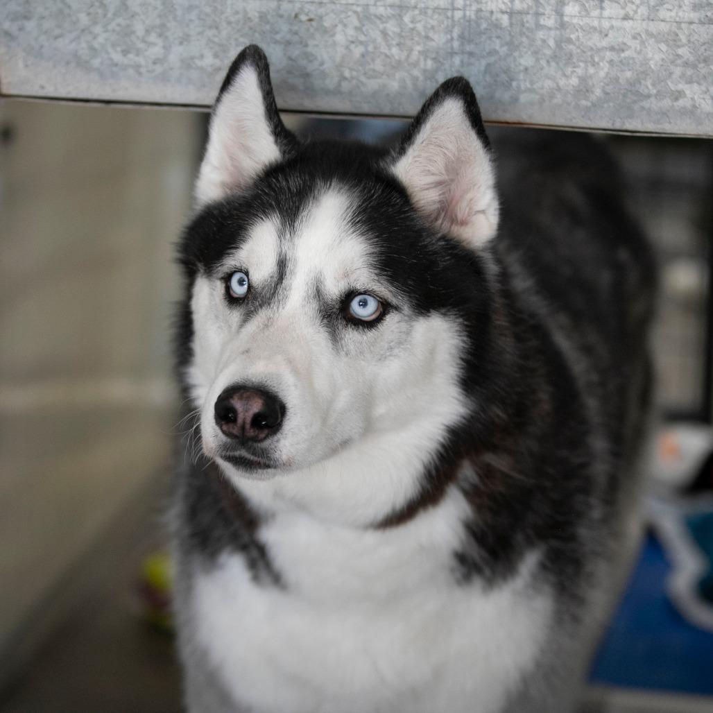 Enlarge Kai (S22-112), a Adoptable Husky in Peyton, CO image 2/6
