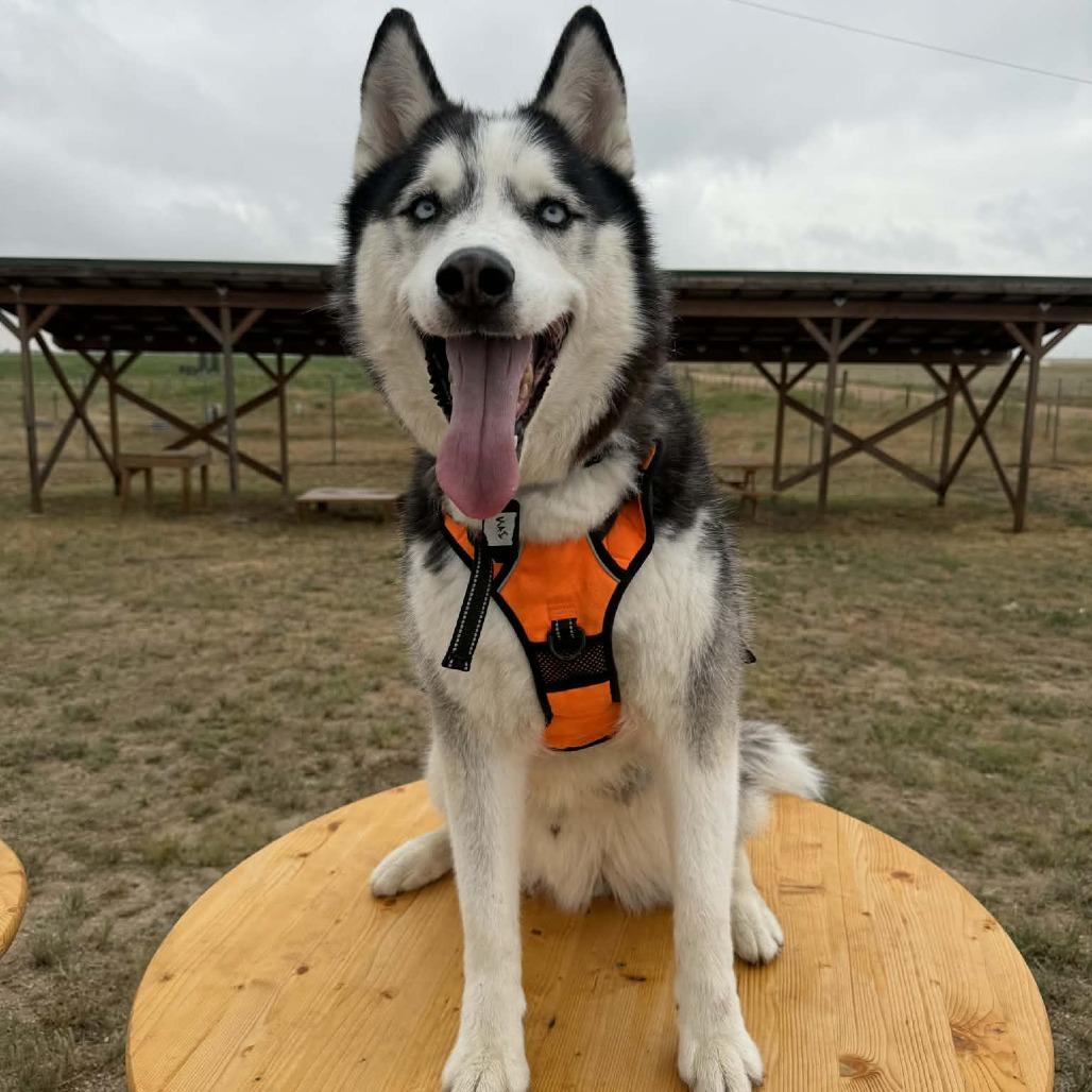 Enlarge Kai (S22-112), a Adoptable Husky in Peyton, CO image 3/6
