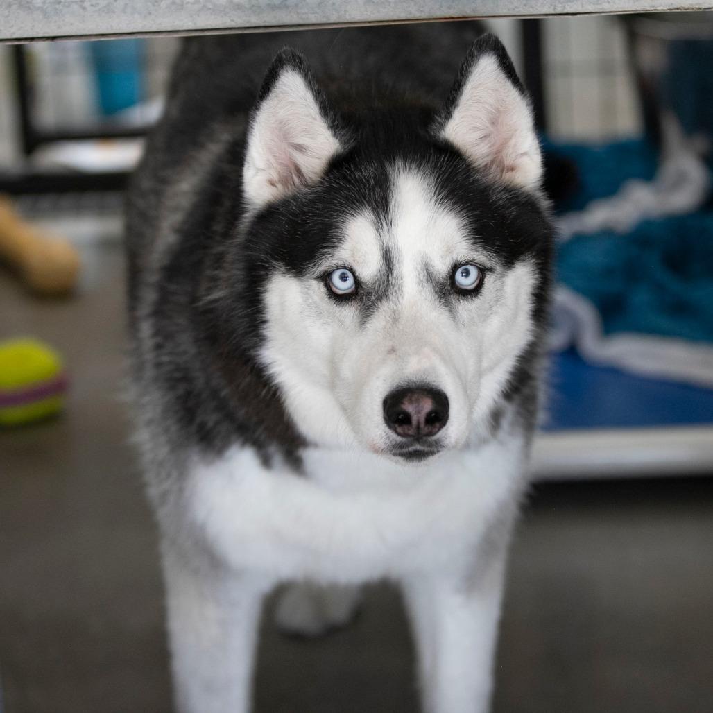 Enlarge Kai (S22-112), a Adoptable Husky in Peyton, CO image 4/6