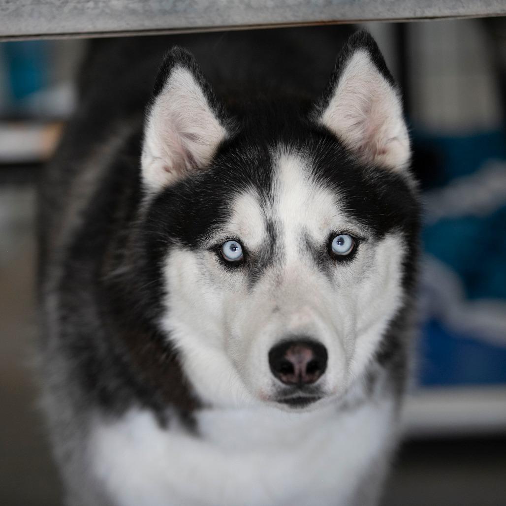Enlarge Kai (S22-112), a Adoptable Husky in Peyton, CO image 5/6
