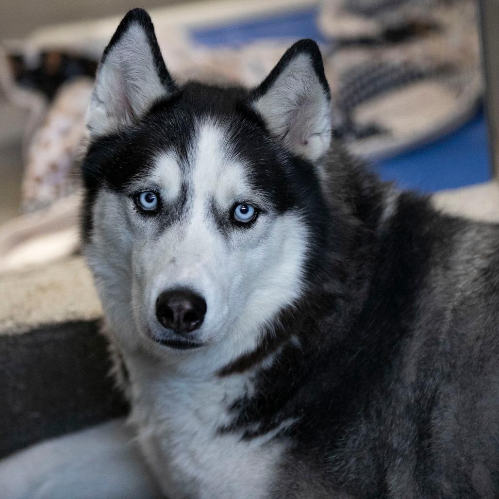 Enlarge Kai (S22-112), a Adoptable Husky in Peyton, CO image 3/5